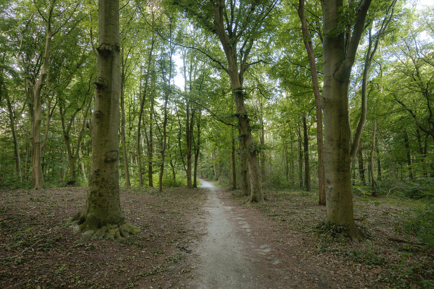 boswachterspad Haagse Bos