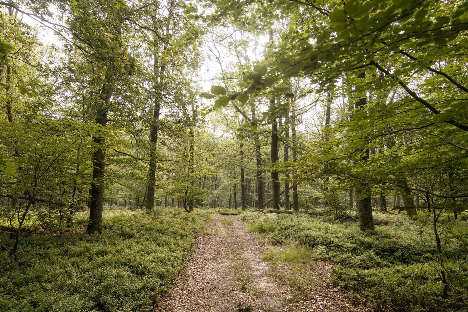 wandelroute dassenberg