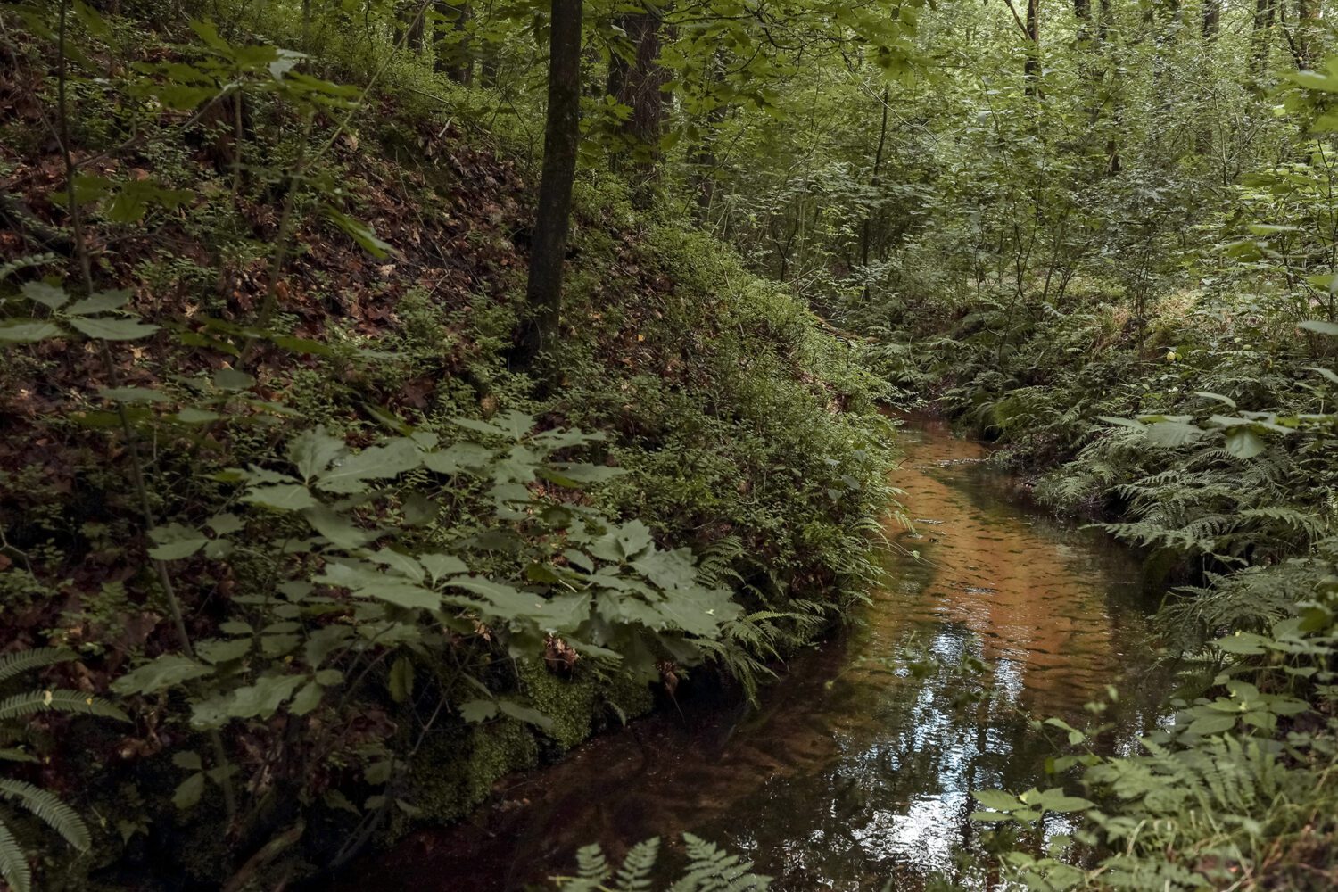 boswachterspad het leesten