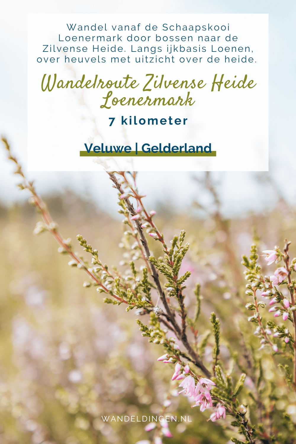 wandelen zilvense heide