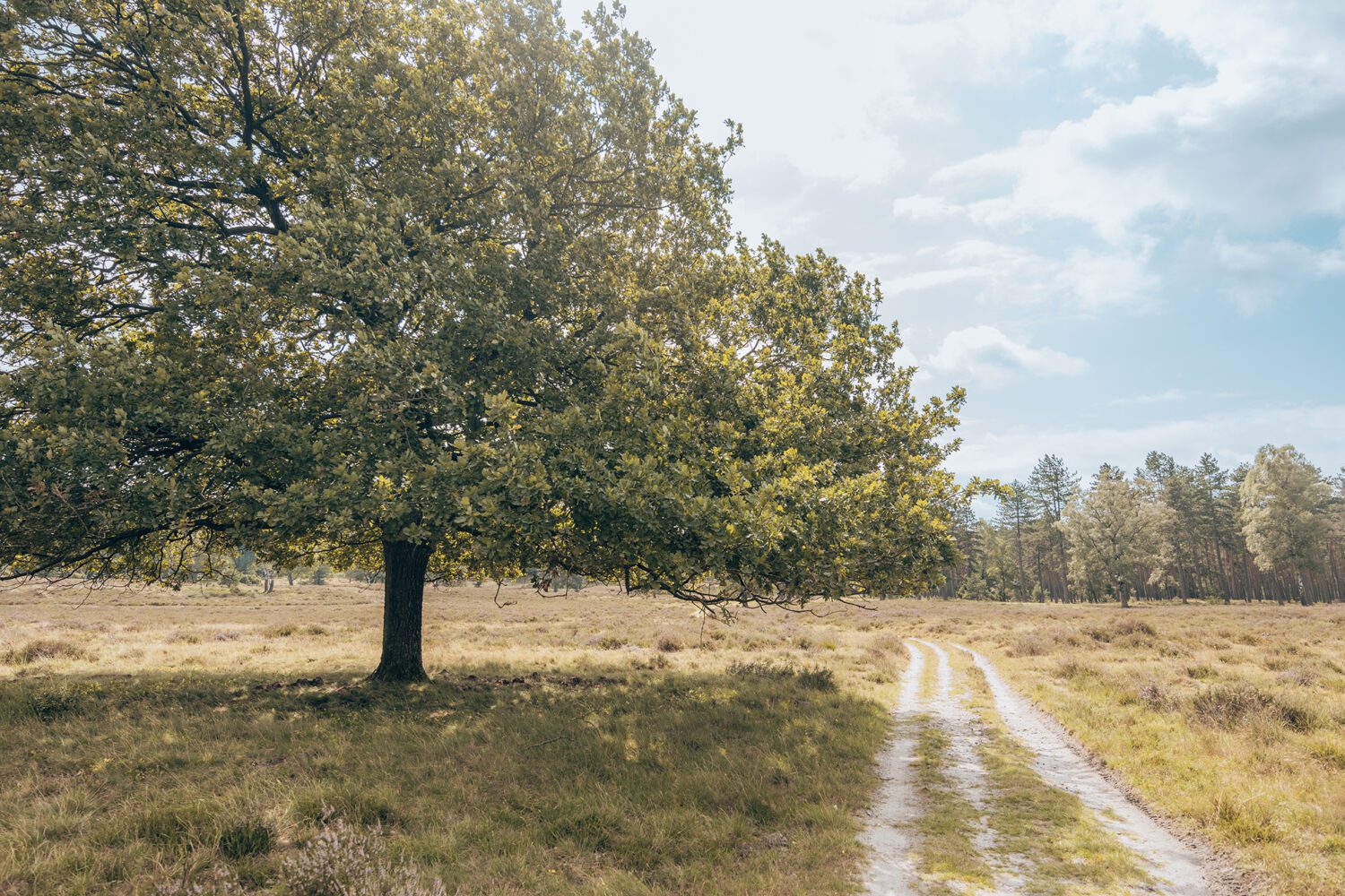 wandelen zilvense heide