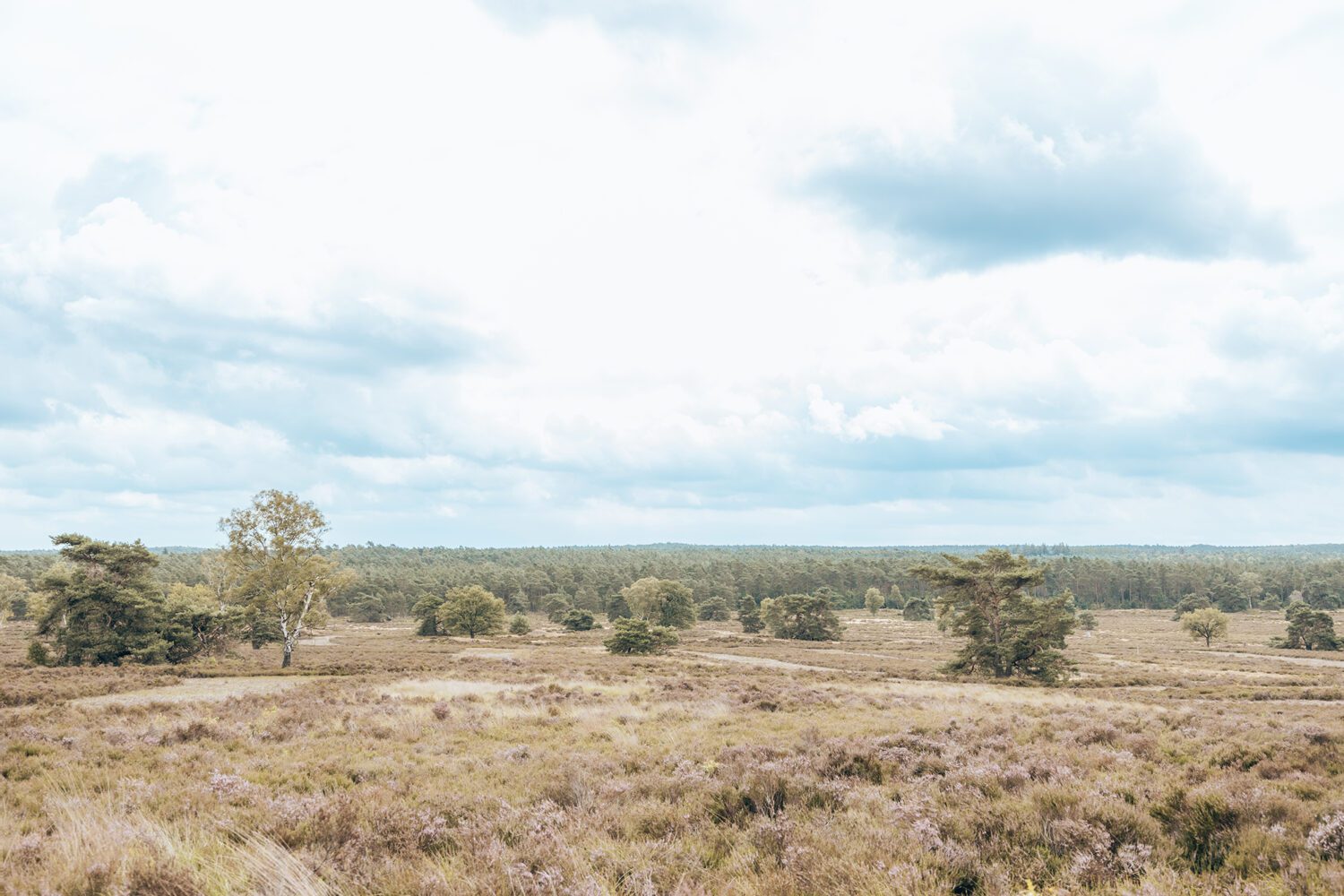 wandelen zilvense heide