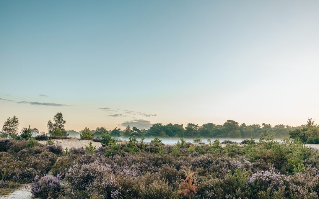 Wandelroute Schaap Kalmthoutse Heide 