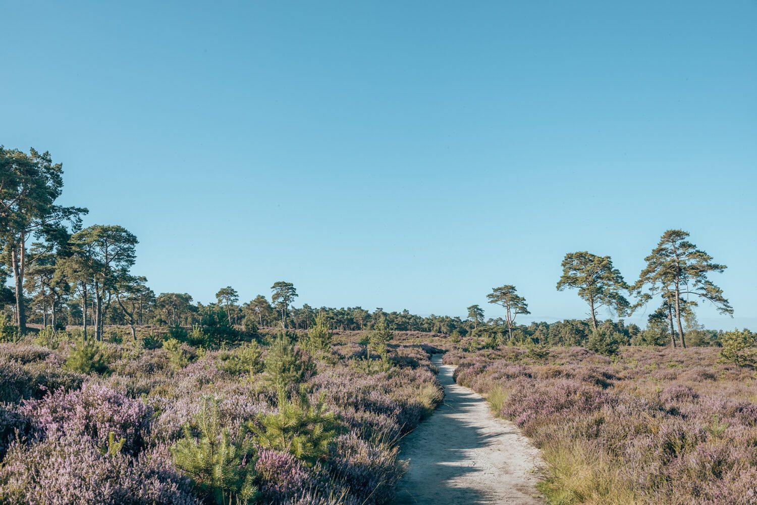 wandelroute schaap