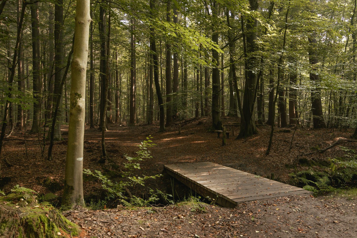 wandelroute leuvenumse bossen