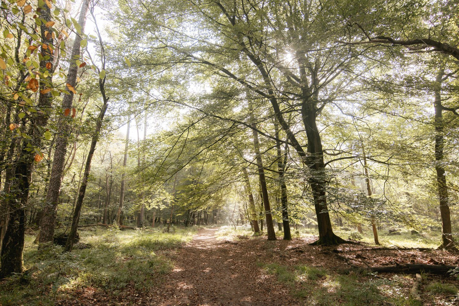 wandelroute leuvenumse bossen