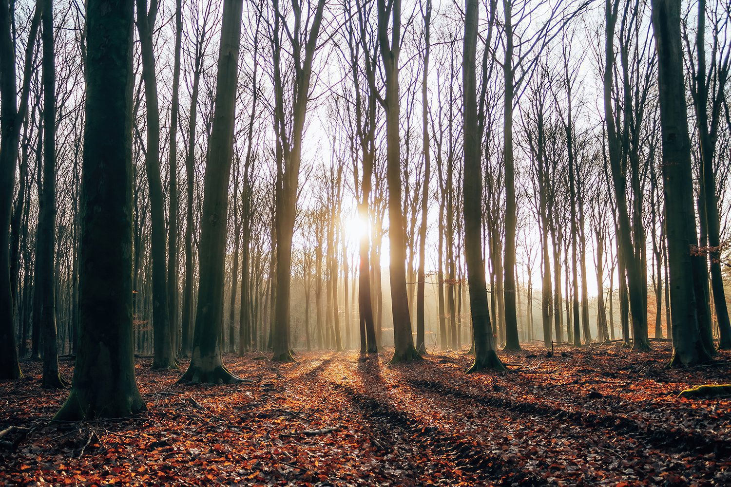 wandelen in gelderland