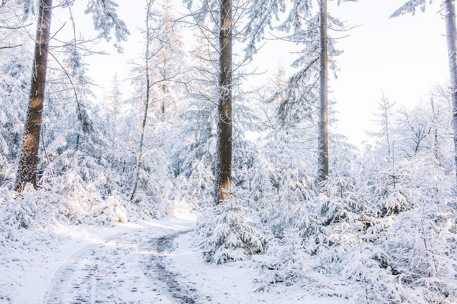 wandelen in de winter