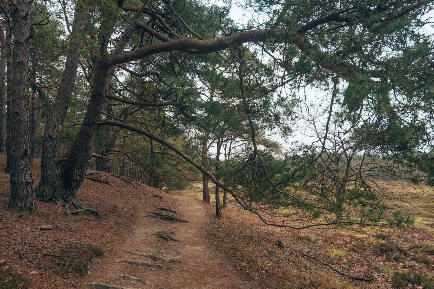 wandelen nederlandse landgoederen