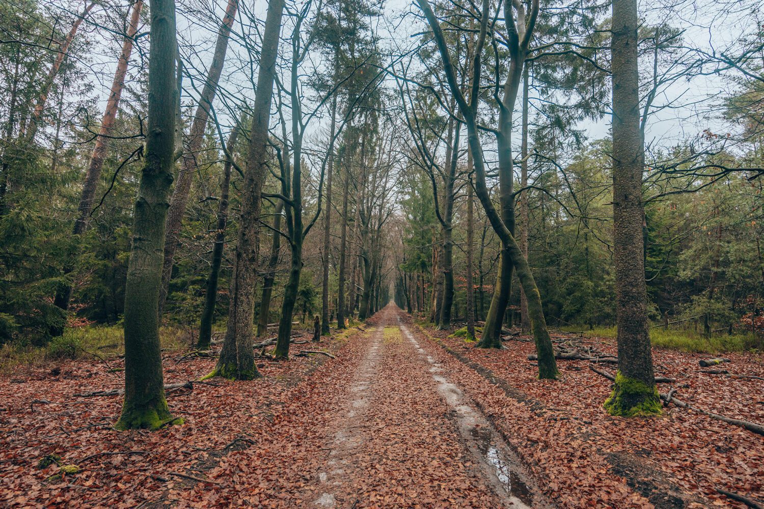 Komootroute Landgoed Welna