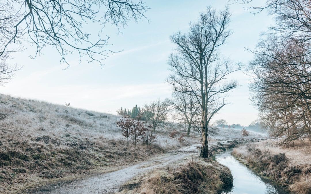 Rondwandeling Wolfheze