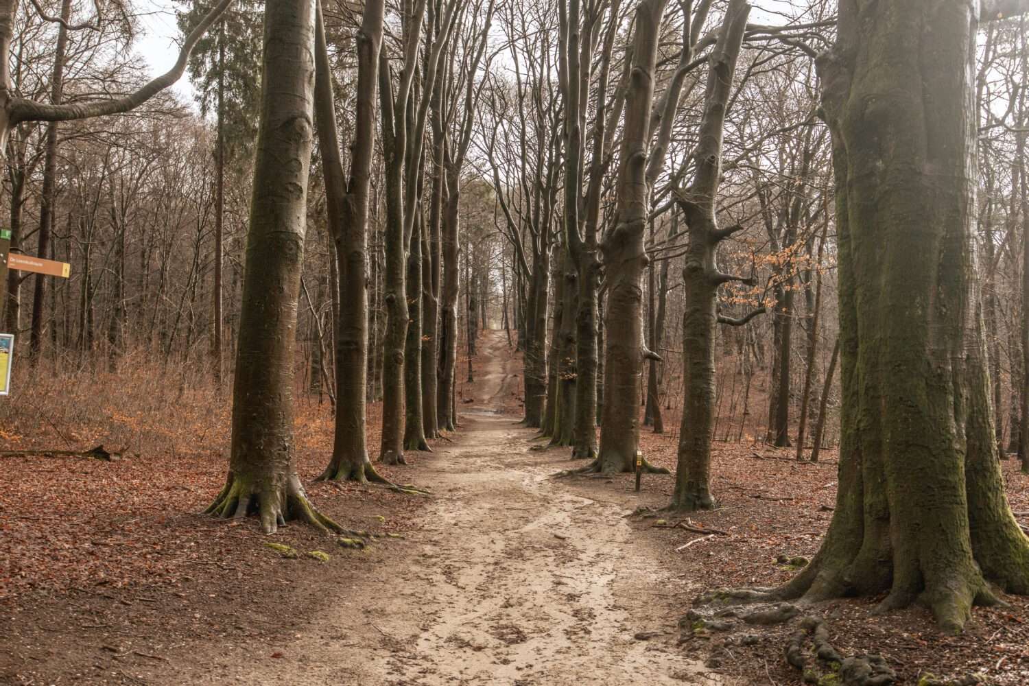 Kort & prachtig Amerongse Bos