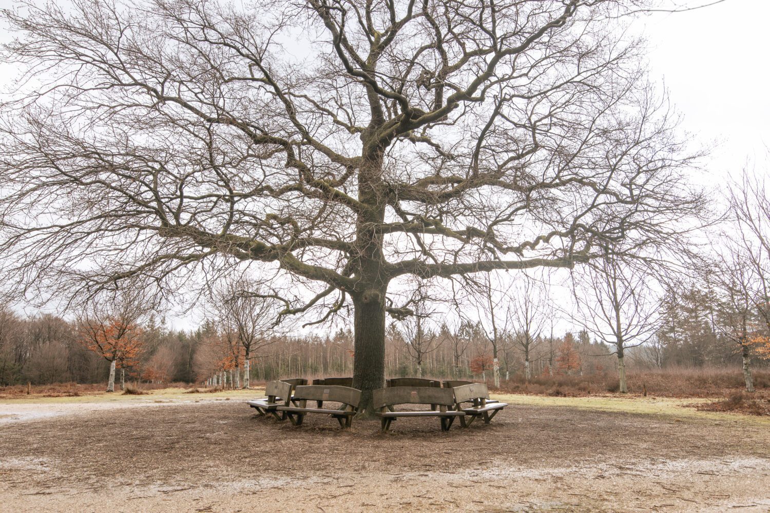 Kort & prachtig Amerongse Bos