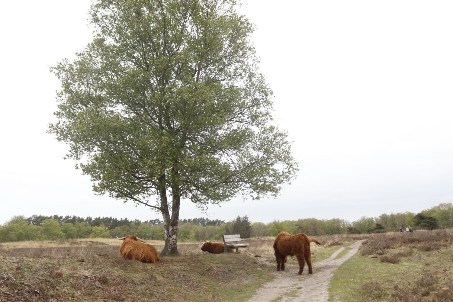 wandelen grote grazers