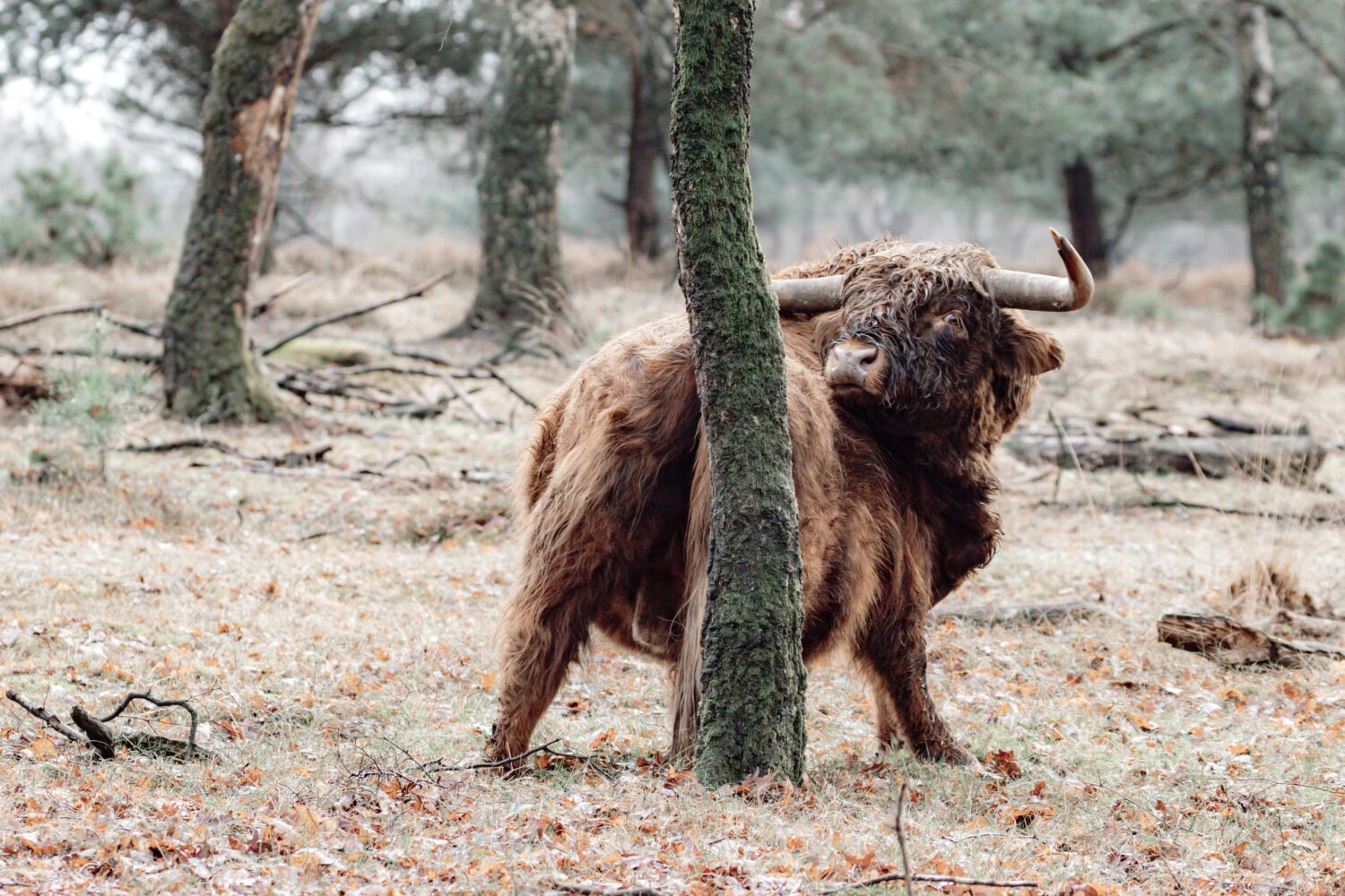 wandelen grote grazers