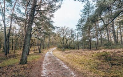 Komootroute door het Wieselse Bos