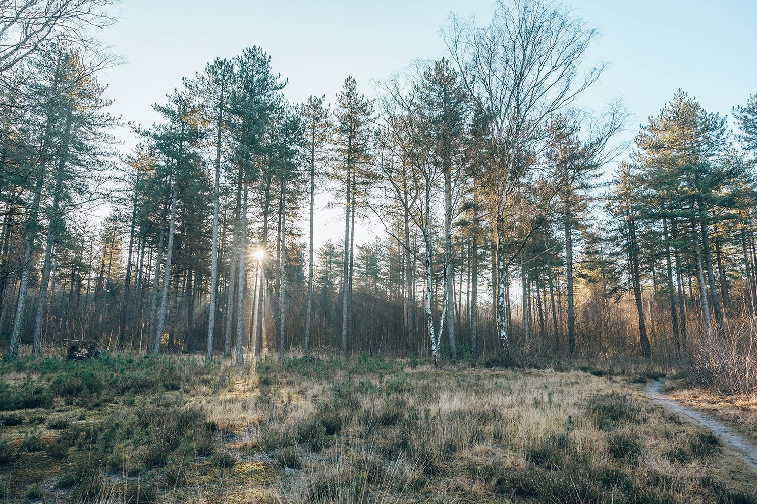 kriekelarenduinen