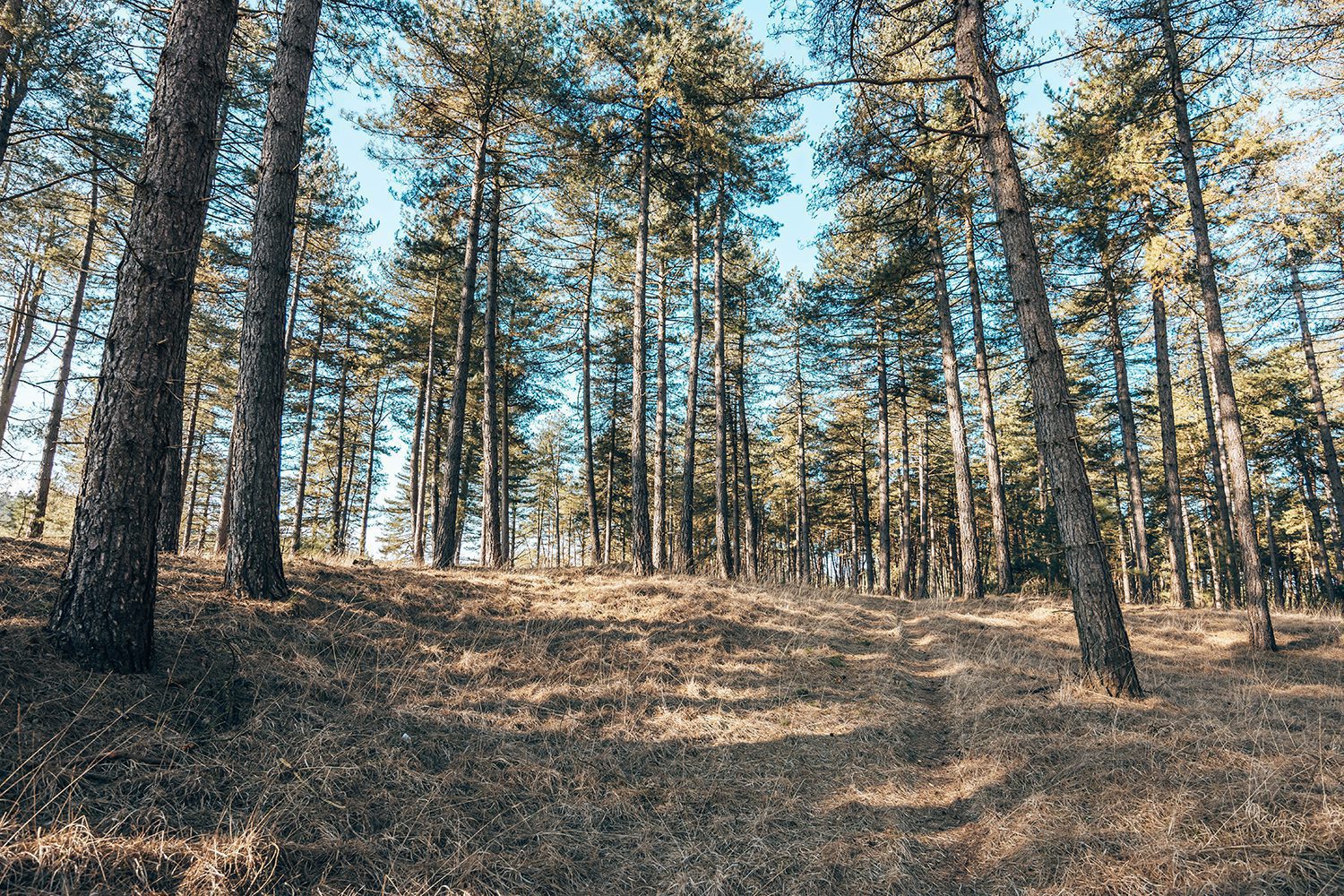 kriekelarenduinen