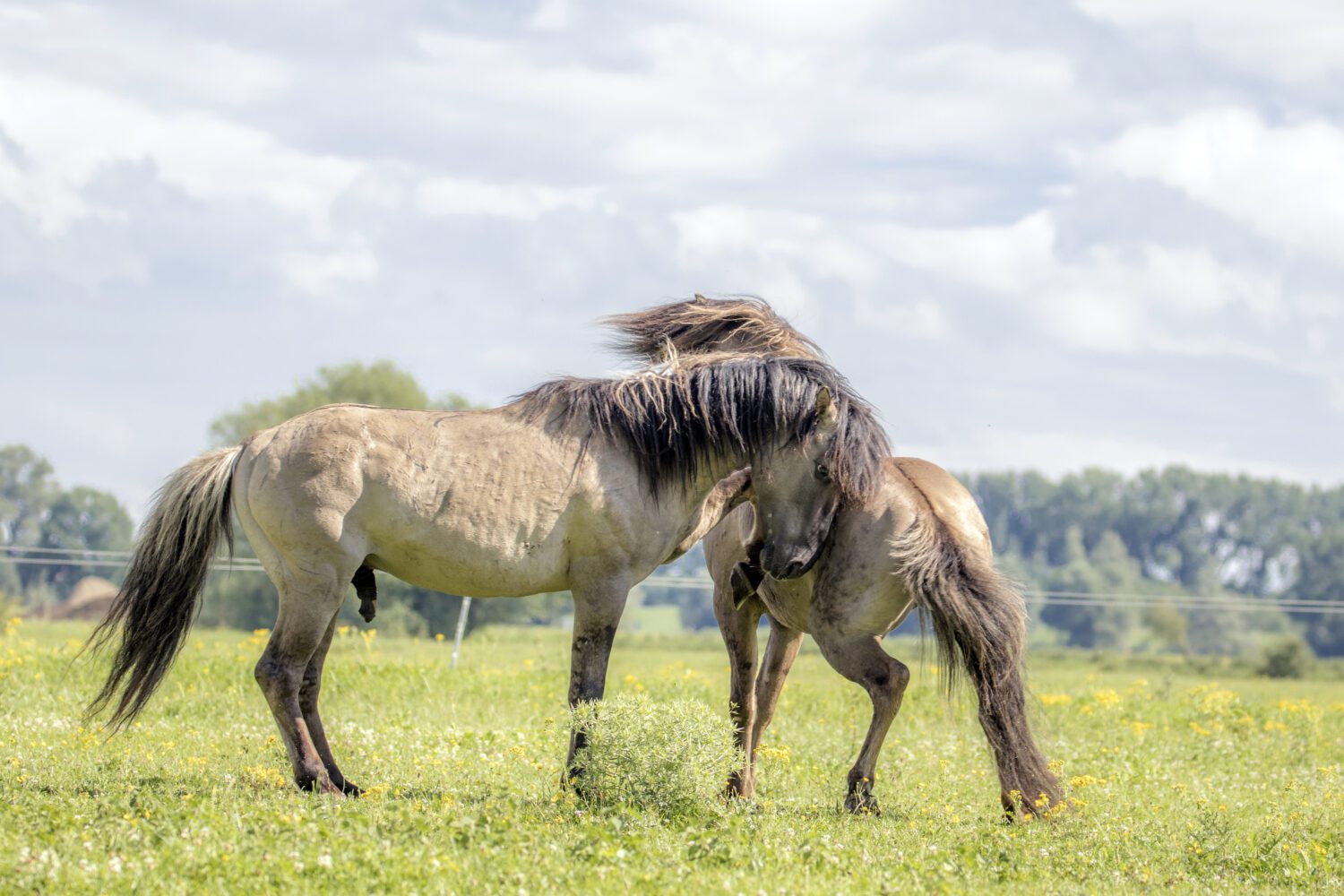 wandelen grote grazers