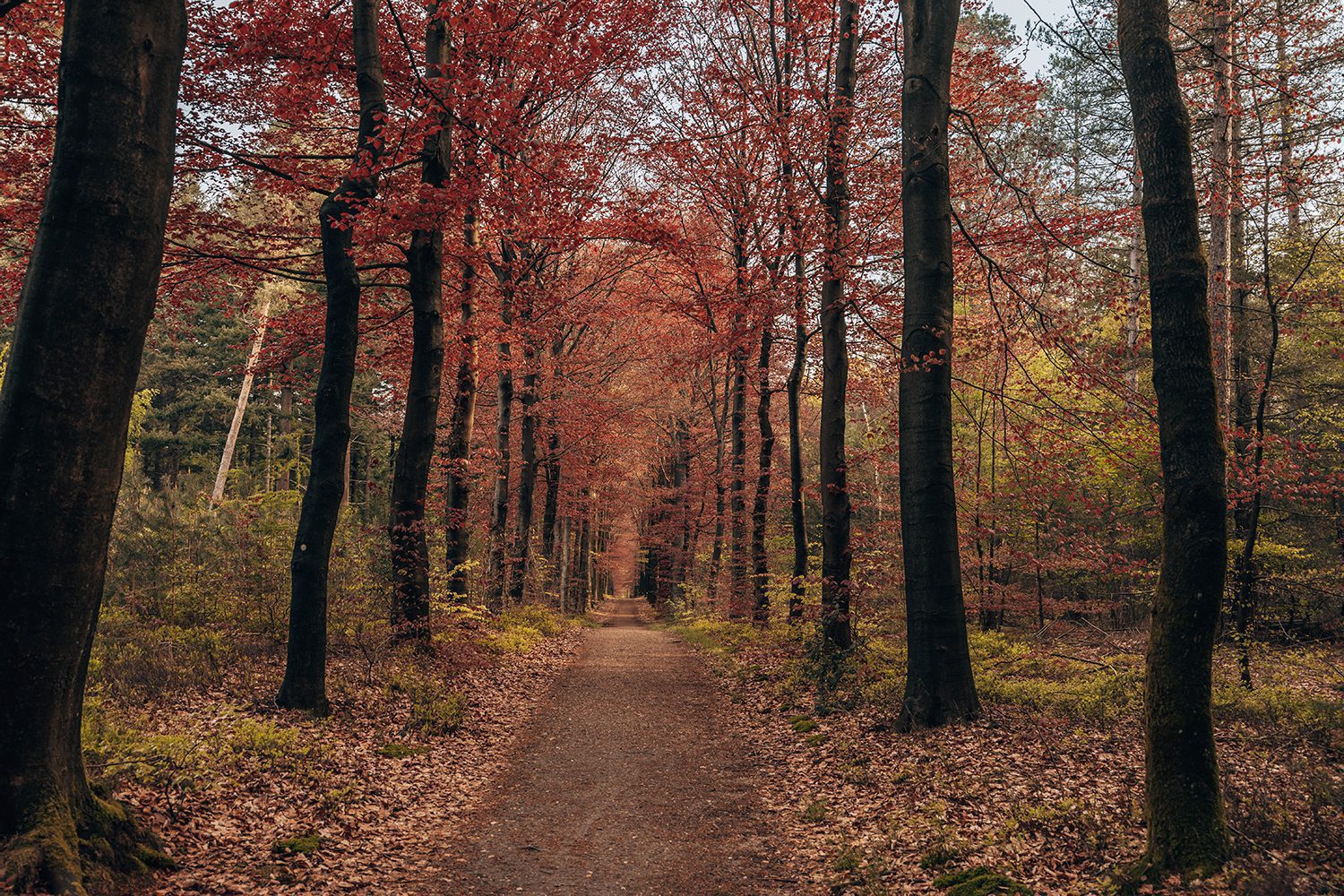 Kort & Prachtig Elsterberg