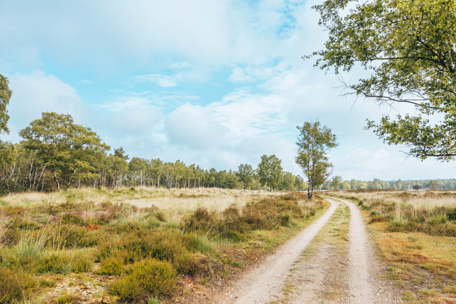 Rozendaalse Bos