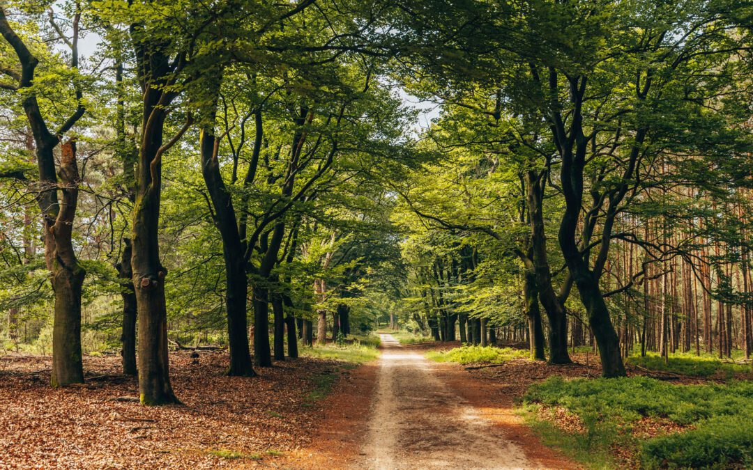 Veluwse Rondje Rozendaalse Bos