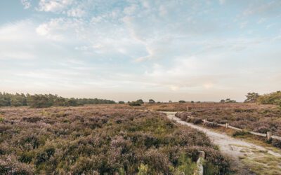 17 heidewandelingen in Gelderland 