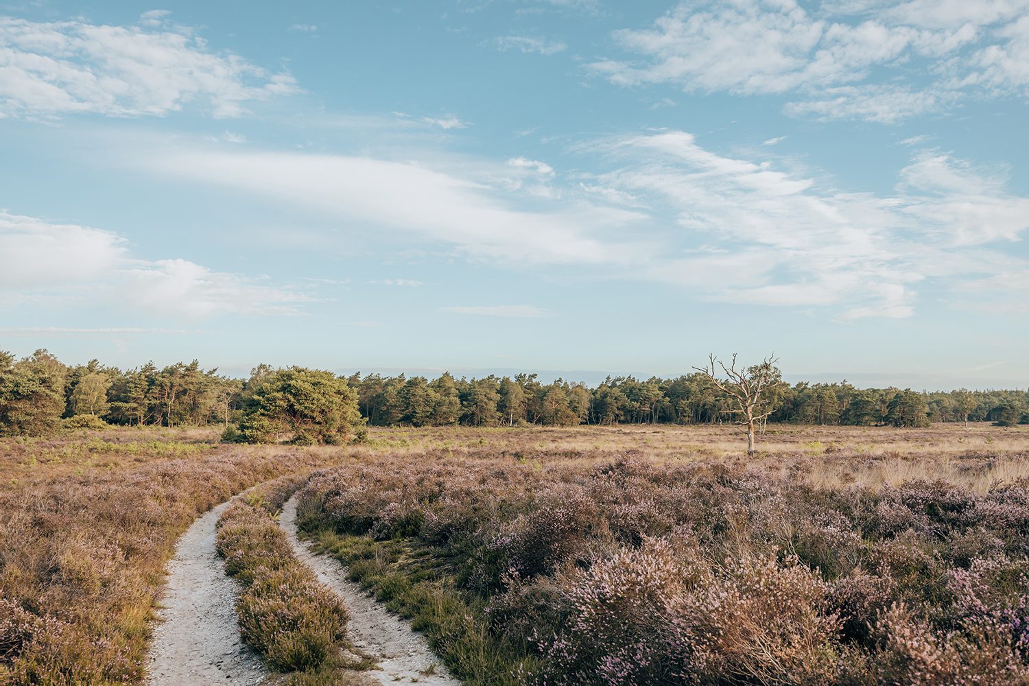 Heide Gelderland