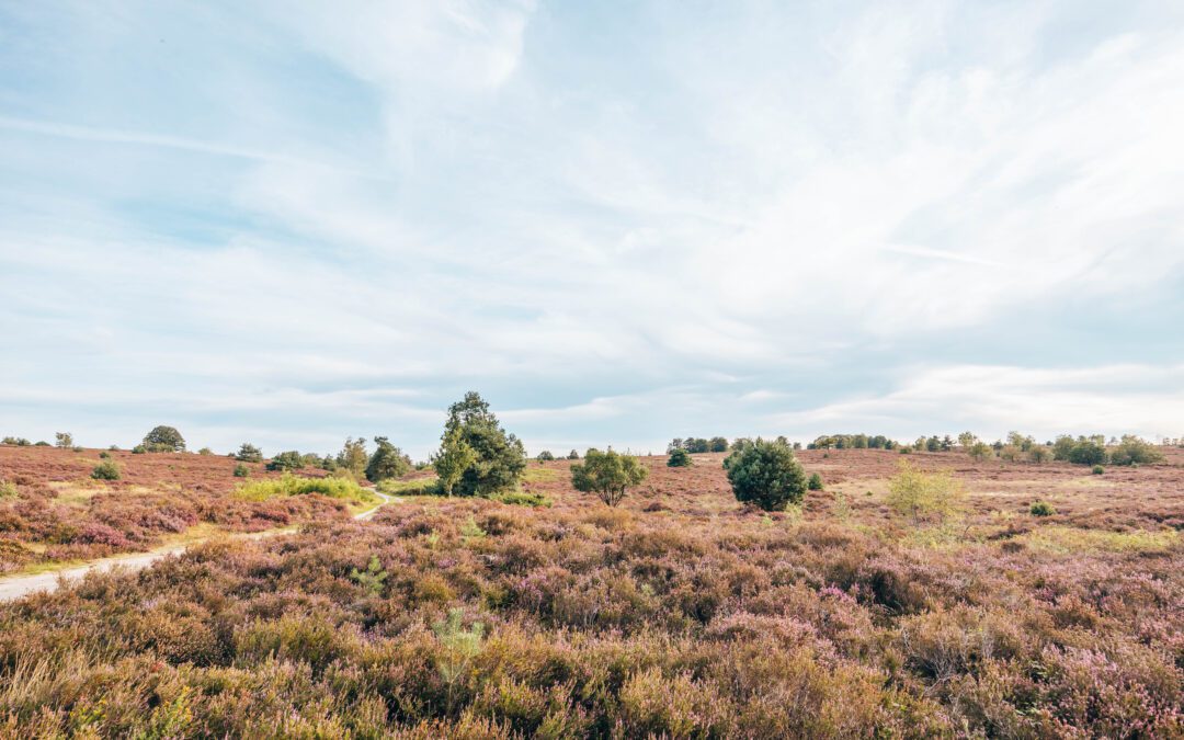 heidewandelingen Overijssel