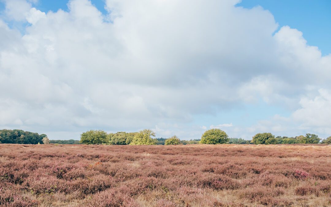 5 heidewandelingen in Noord-Holland 