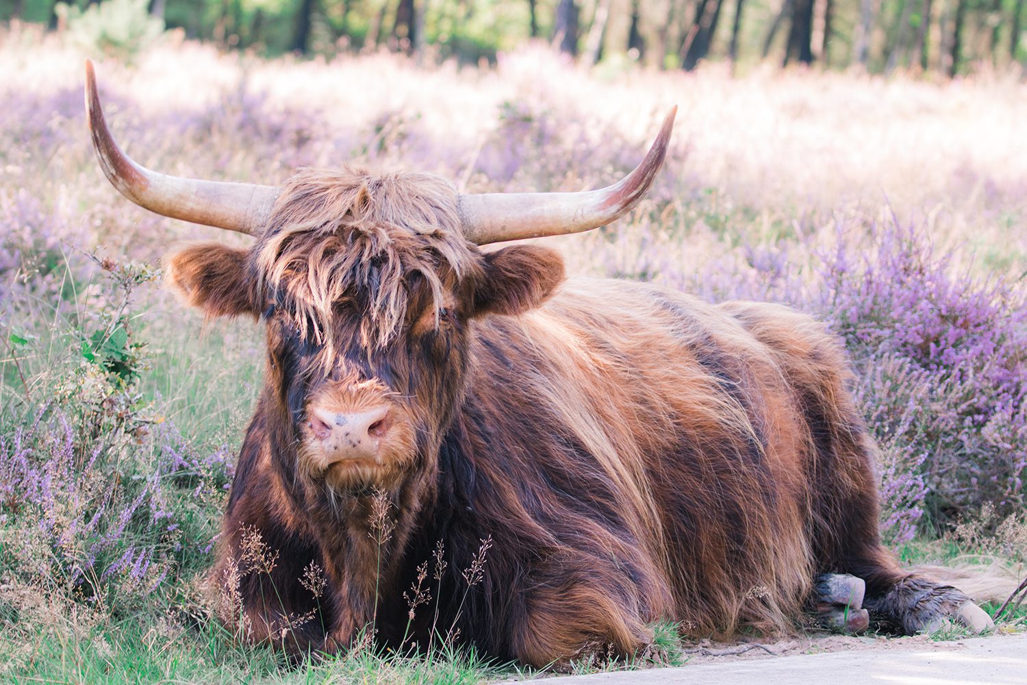 Heide Gelderland