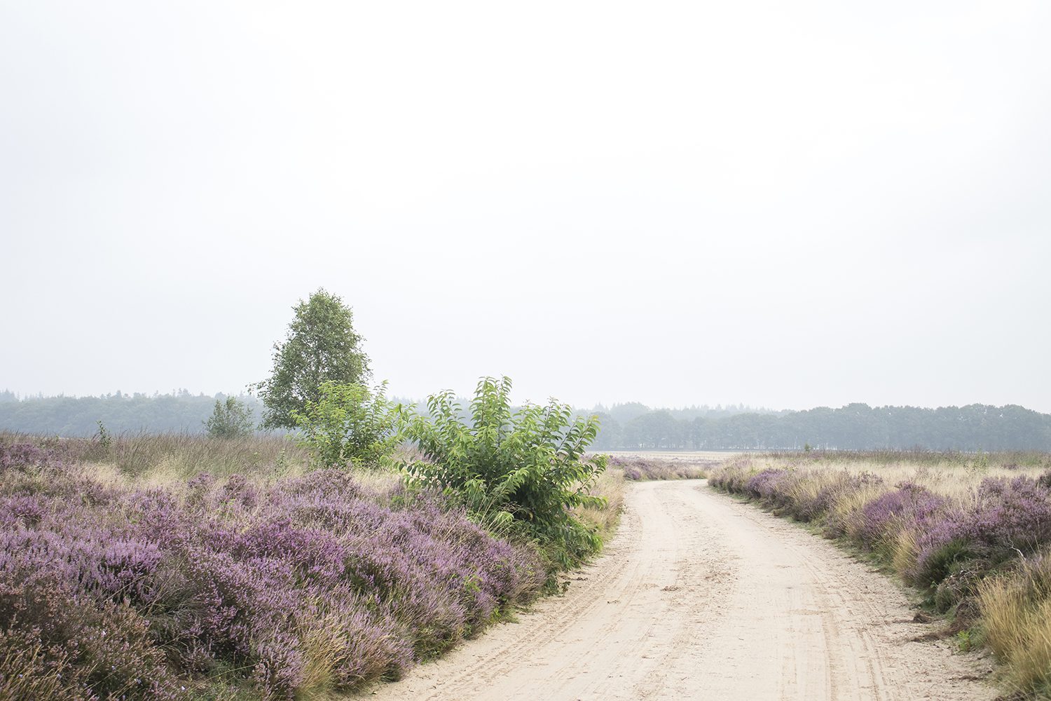 Heide Gelderland