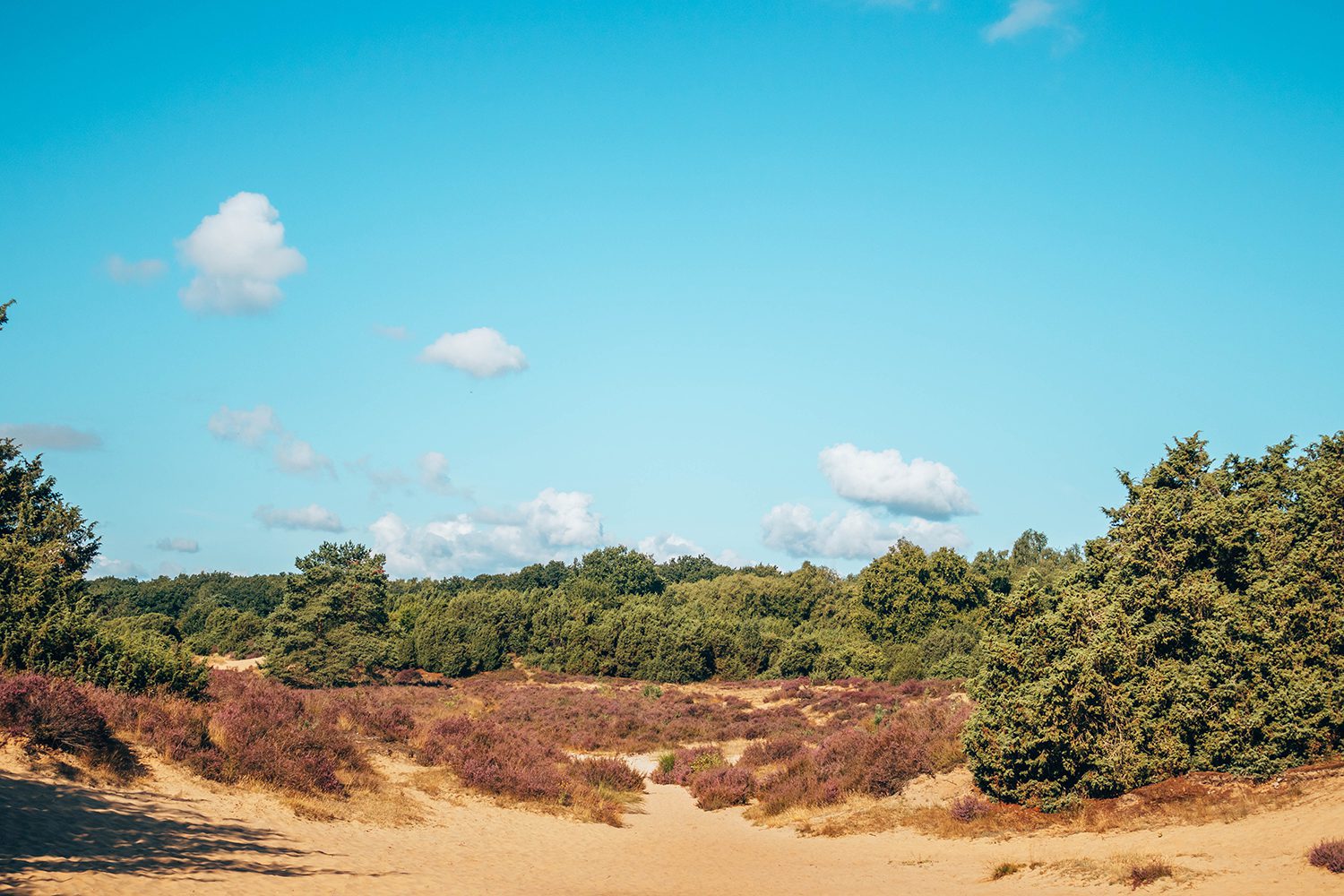 heidewandelingen Drenthe