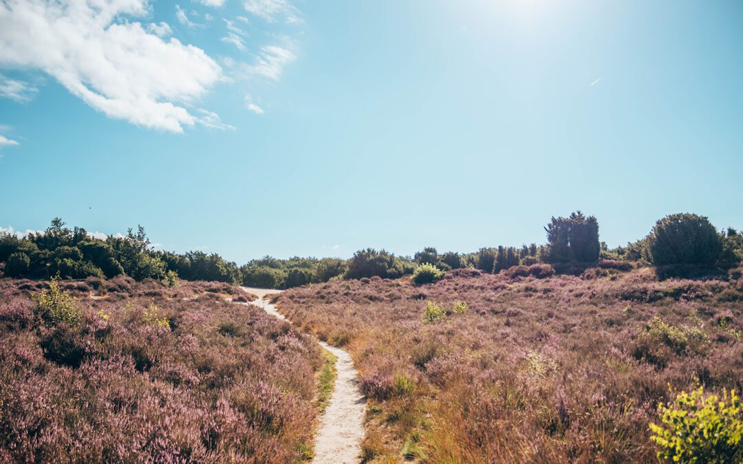 heidewandelingen Drenthe