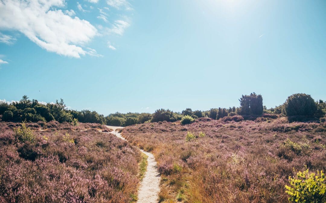 heidewandelingen in Drenthe