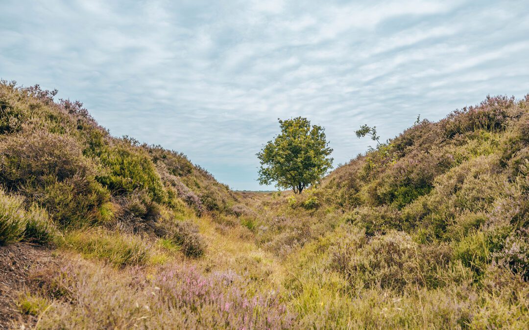 Boswachterspad Balloërveld