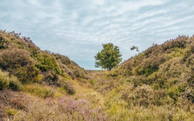 Boswachterspad Balloërveld 