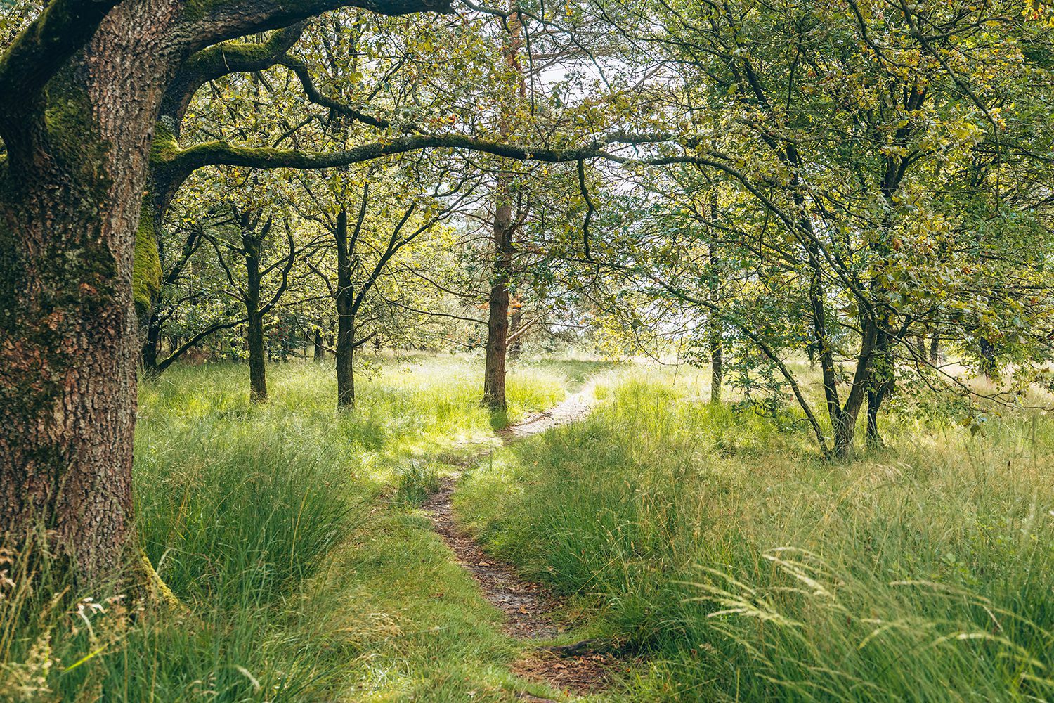 dwingeloosche heide