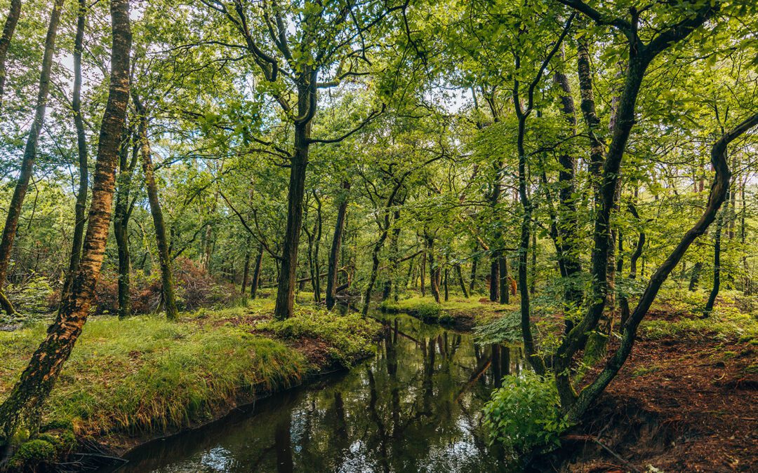 wandelen leuvenumse bossen