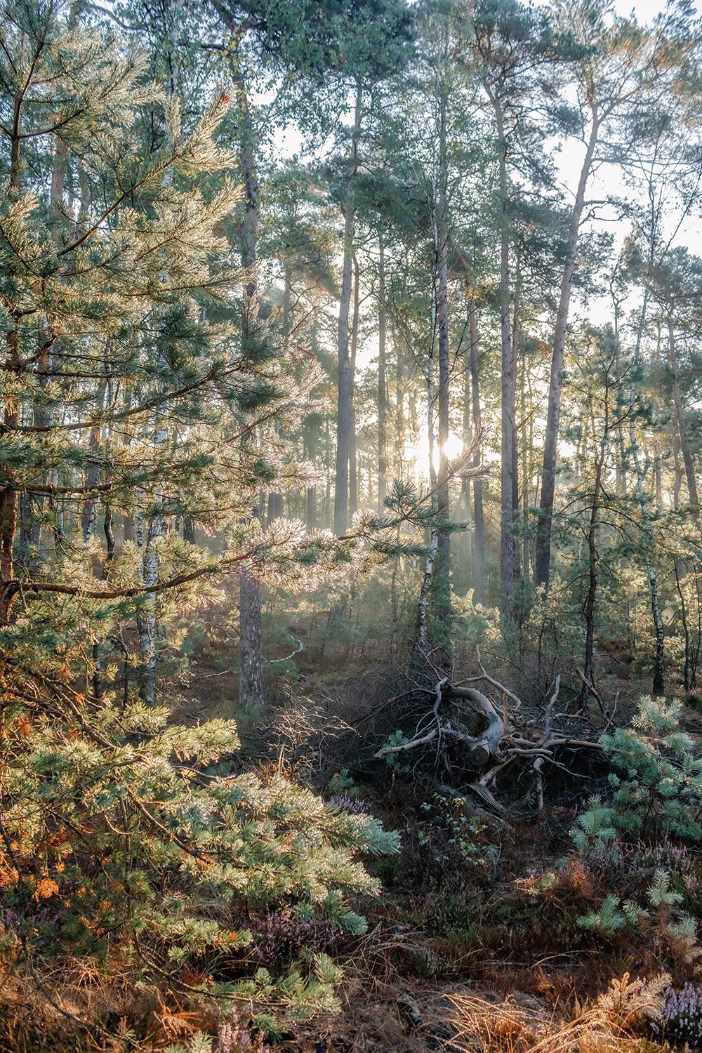 wandelen leuvenumse bossen