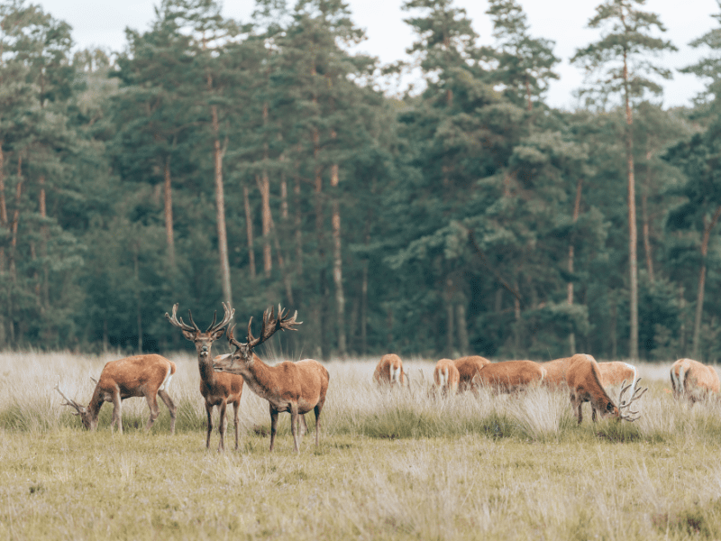 Veluwe ebook wandelroutes