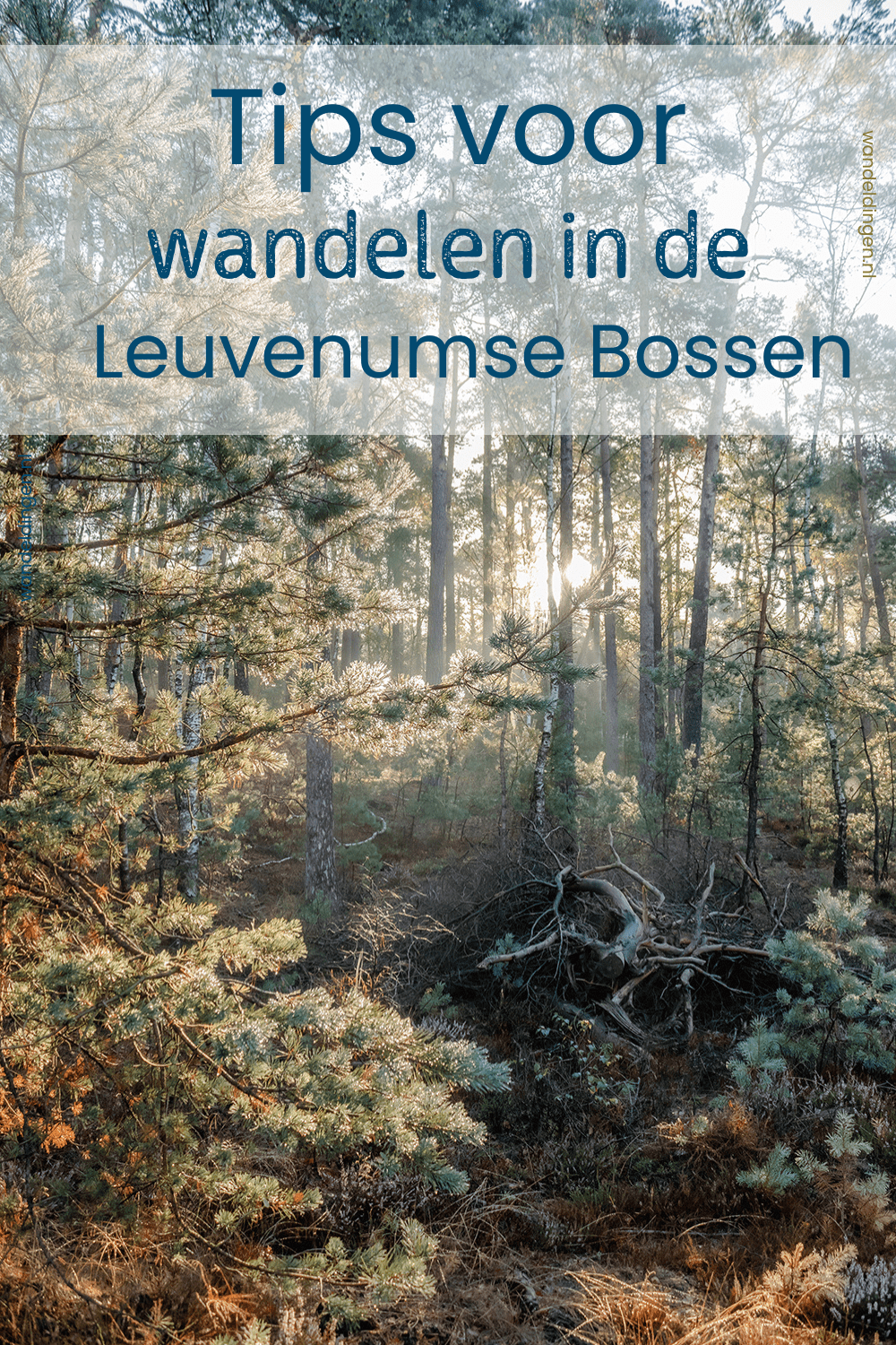 wandelen leuvenumse bossen