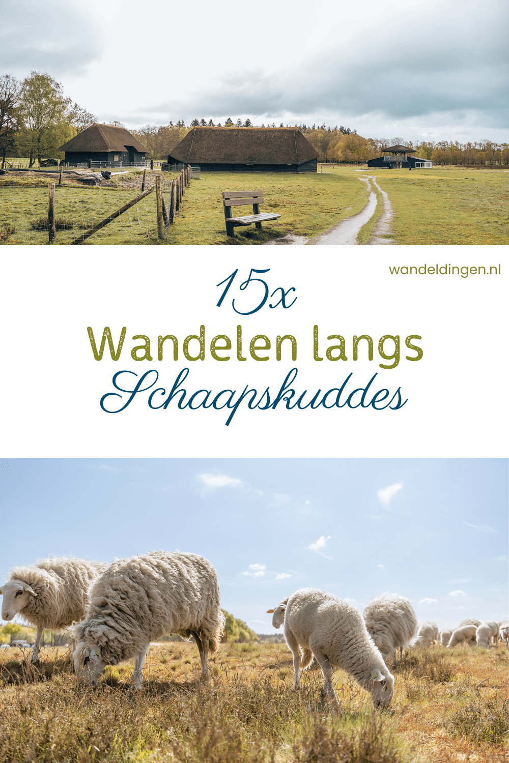 wandelen schaapskuddes