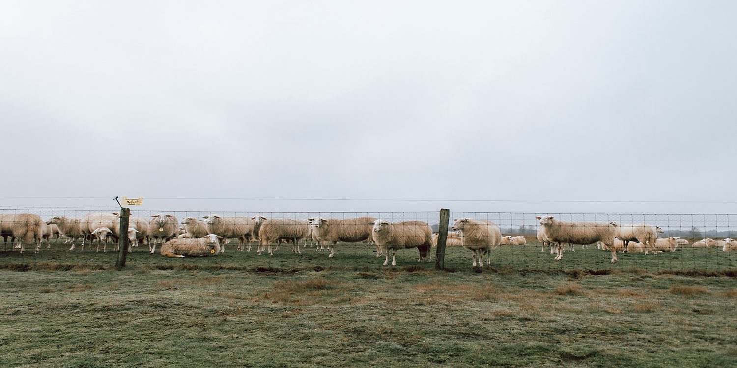 wandelen schaapskuddes