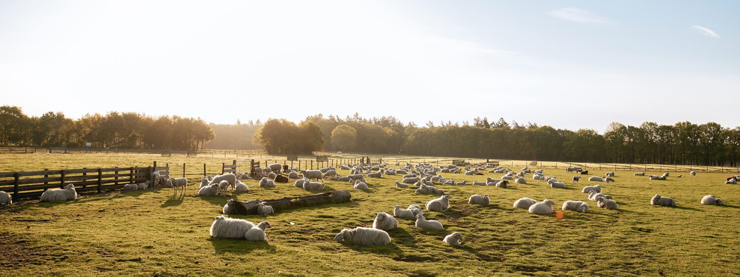 wandelen schaapskuddes