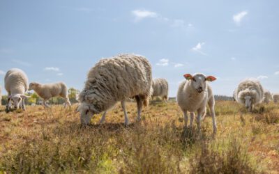 15 tips voor wandelen langs Schaapskuddes