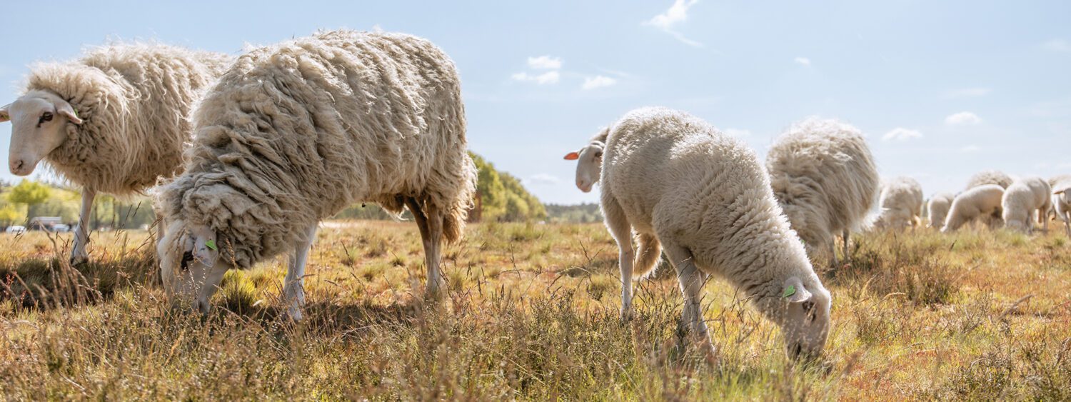 wandelen schaapskuddes