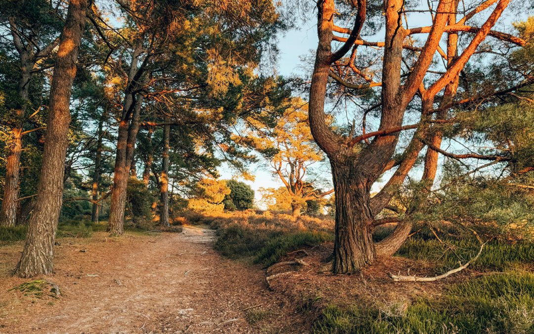 Wandelroute Drouwenerzand 