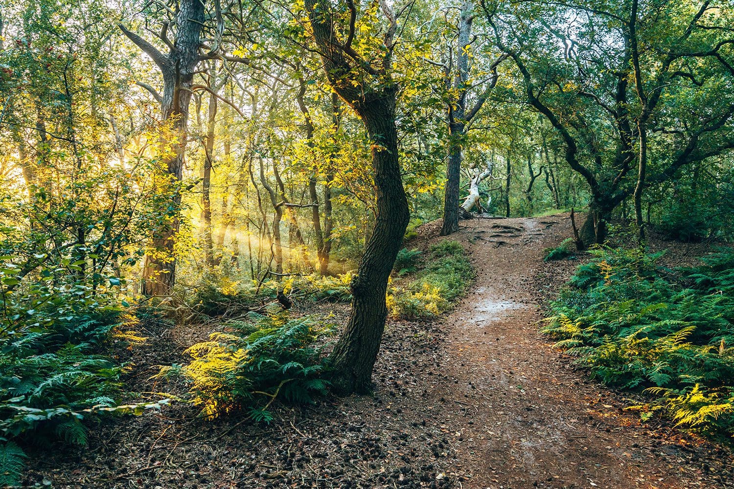 Wandelen bij Ommen