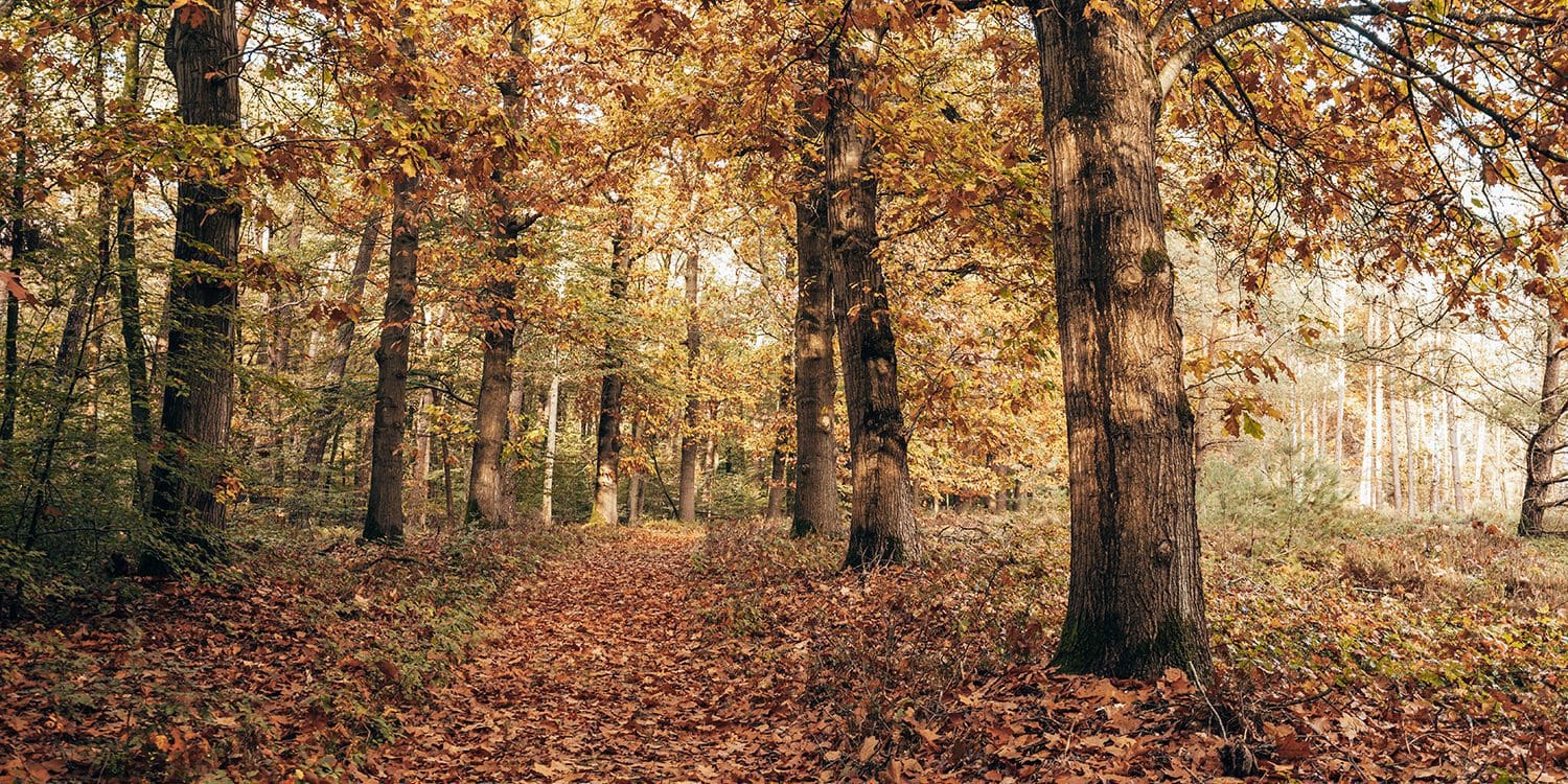 wandelroutes paleispark het loo